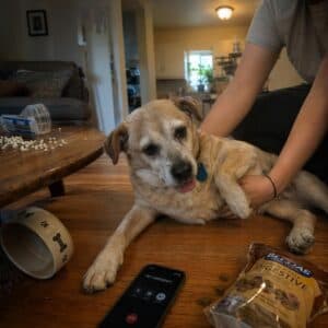 Cane ha leccato veleno per formiche