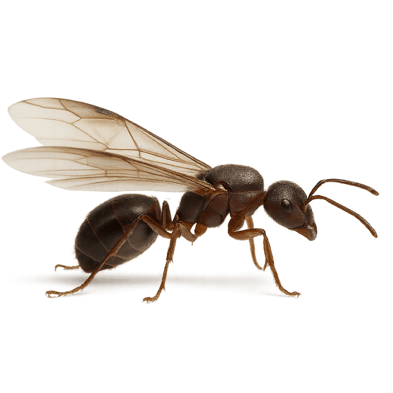 immagine di una formica alata