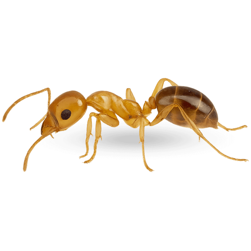 immagine di una formica faraone