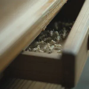 Termiti bianche tra assi di legno