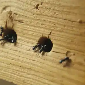 Formiche nere escono da buchi nel legno