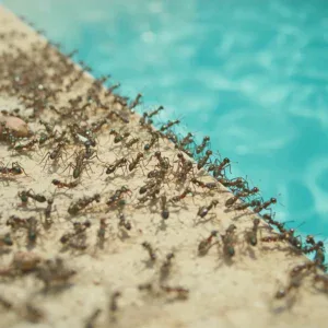 Infestazione di formiche in piscina