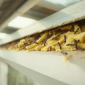 Formiche che masticano e portano via attivamente pezzi di materiale isolante termico dalla parte inferiore del tetto di una casa