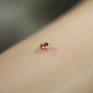 Puntura di formica su un braccio