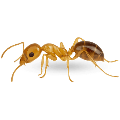 immagine di una formica faraone