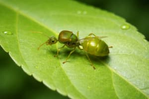 Formica verde su foglia con gocce d'acqua