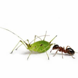 Un'afide accanto a una formica
